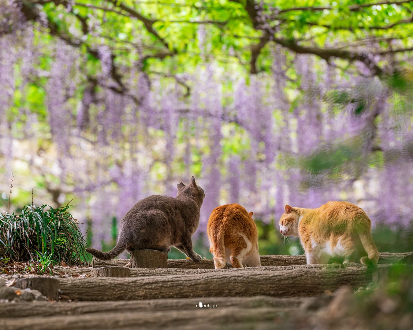 紫藤花下的三只猫